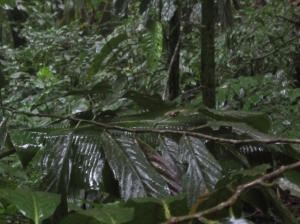 Eyelash Viper 1, Curi-Cancha      